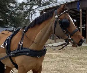 Arden Biothane Marathon Harness with Standard Lux Bridle Single